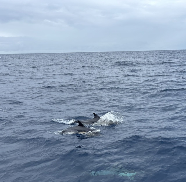 Dolphins